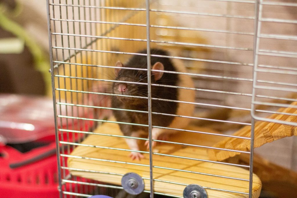Szczur – jak go oswoić? Czyli o nietypowych zwierzątkach domowych